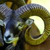 mouflon, sheep, mammal-8128310.jpg