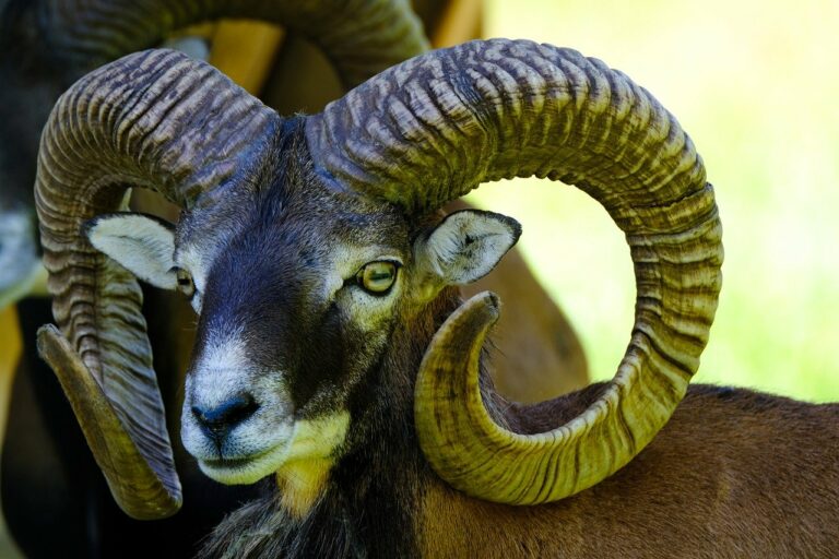 mouflon, sheep, mammal-8128310.jpg